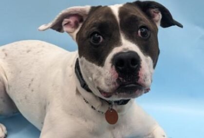 271f3303-07c5-43cc-a926-8309138063d0