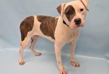 a696bfad-cd5c-4d68-876d-d2424c3e0522