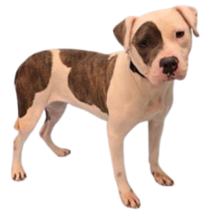 a696bfad-cd5c-4d68-876d-d2424c3e0522-removebg-preview