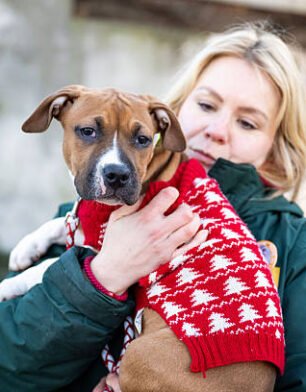 28 December 2025, Berlin: Carer Alessandra Biazzo looks after the puppy "Lila" at the Berlin animal shelter. Lila was found by the police in Alt Moabit during the Christmas period. During the Christmas period, several animals were abandoned, found or handed in in Berlin. Photo: Christophe Gateau/dpa (Photo by Christophe Gateau/picture alliance via Getty Images)