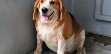 overweight-beagle_600w_0